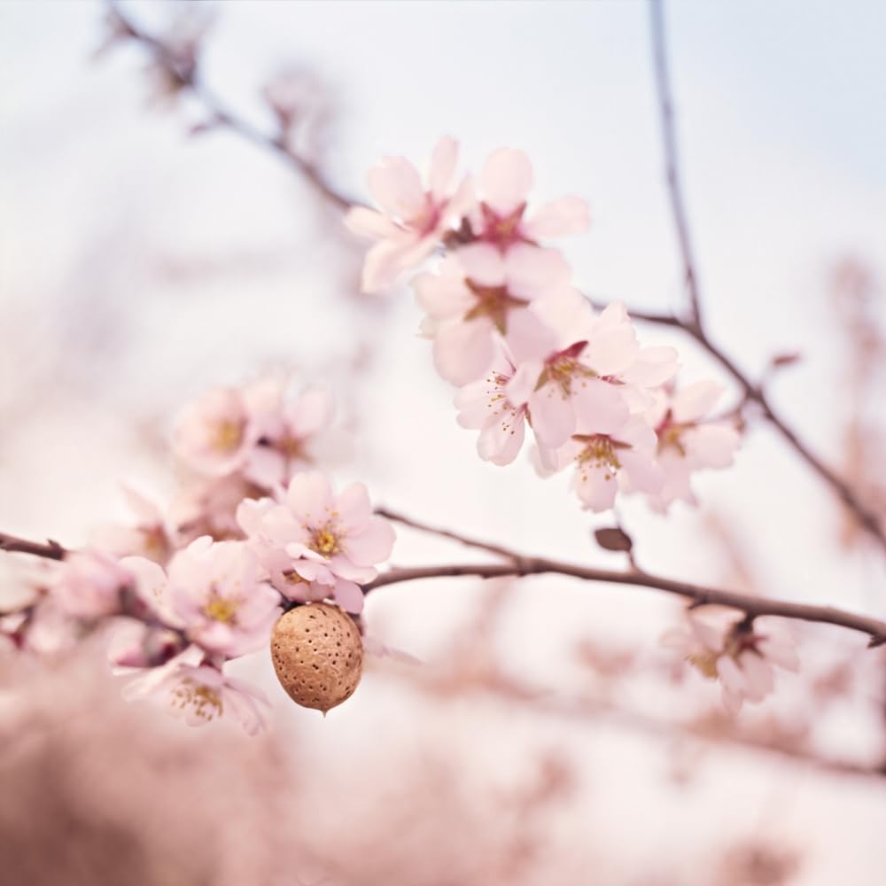 Weleda Organic Almond Soothing Natural Cleansing Lotion for Sensitive Skin, 75 ml 3