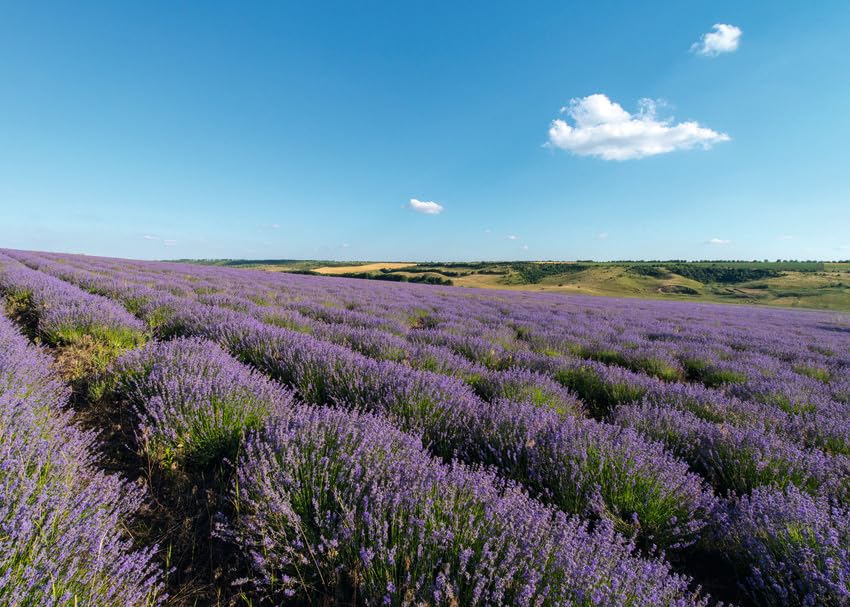 Weleda Lavender Relaxing Body Oil for Normal to Dry Skin 100ml 6