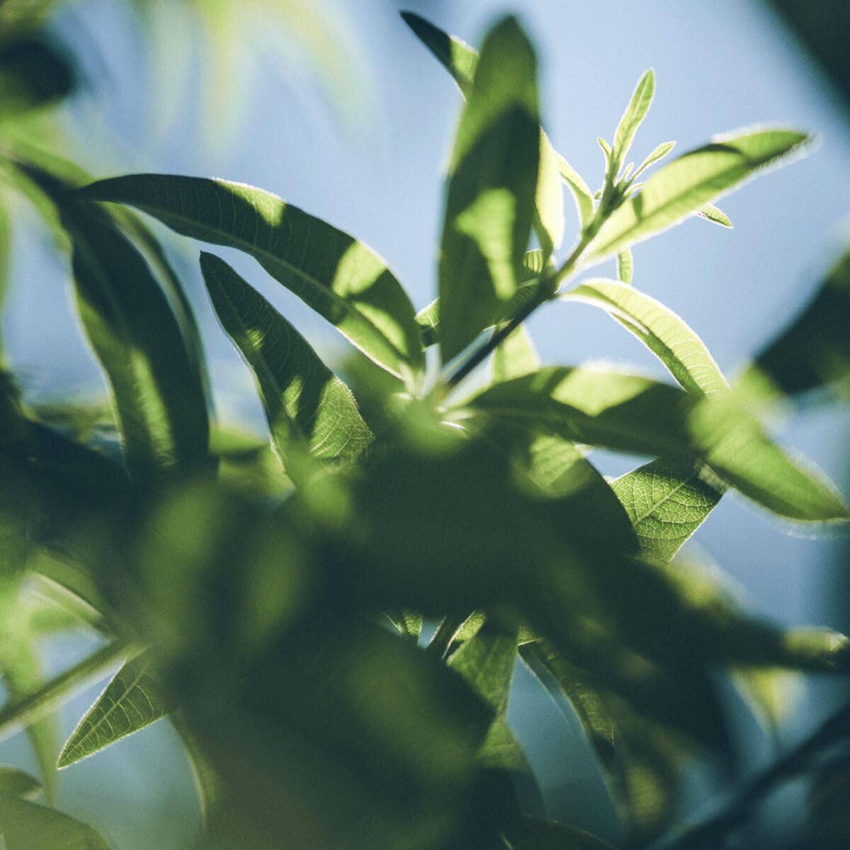 L'OCCITANE Verbena Duschgel 250 ml | Zitrusduft | Vegan &amp; zu 99 % biologisch abbaubar | Premium &amp; Clean Beauty für alle Hauttypen 4