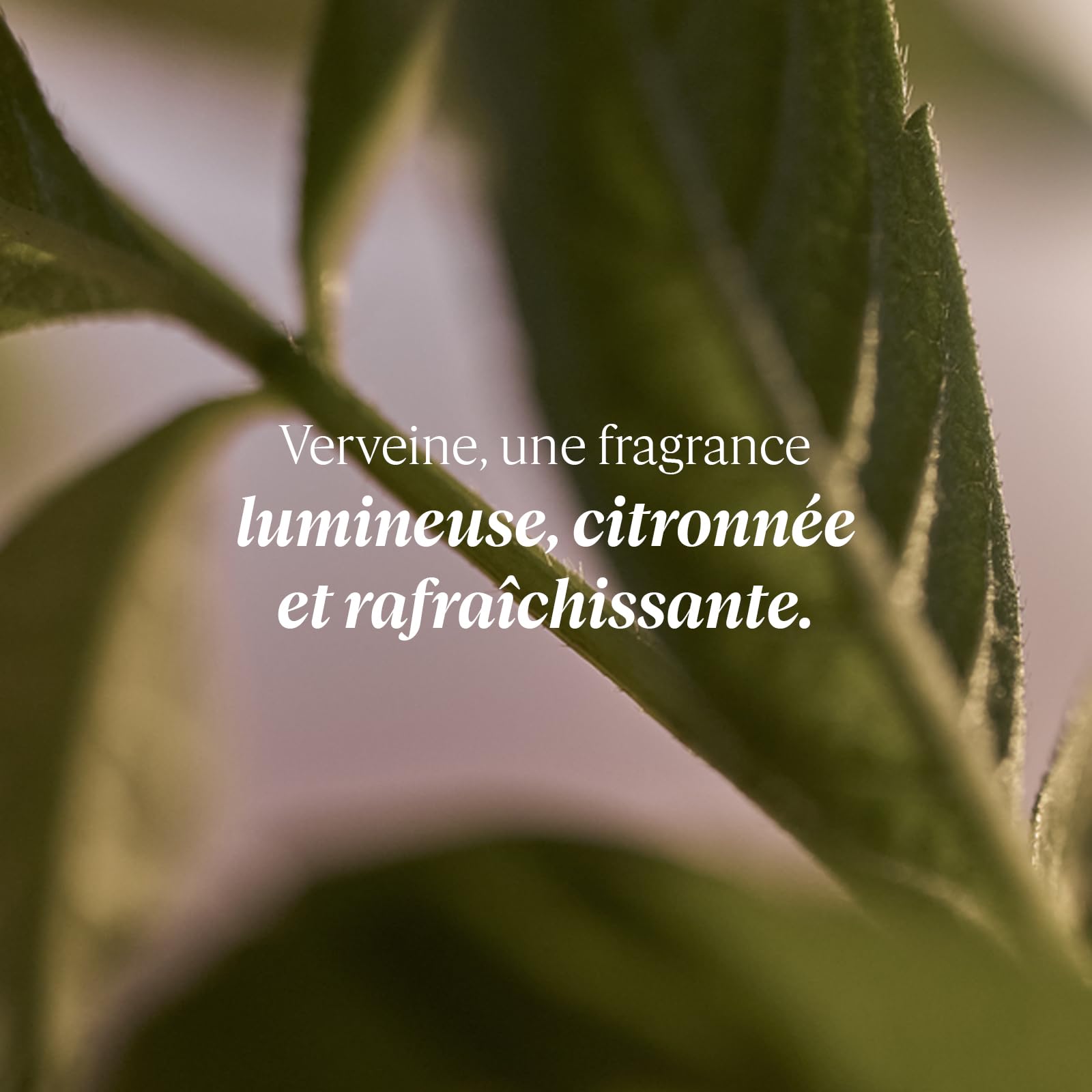 L'OCCITANE Verbena Cooling Hand Cream Gel 75ml with Citrus Scent 4