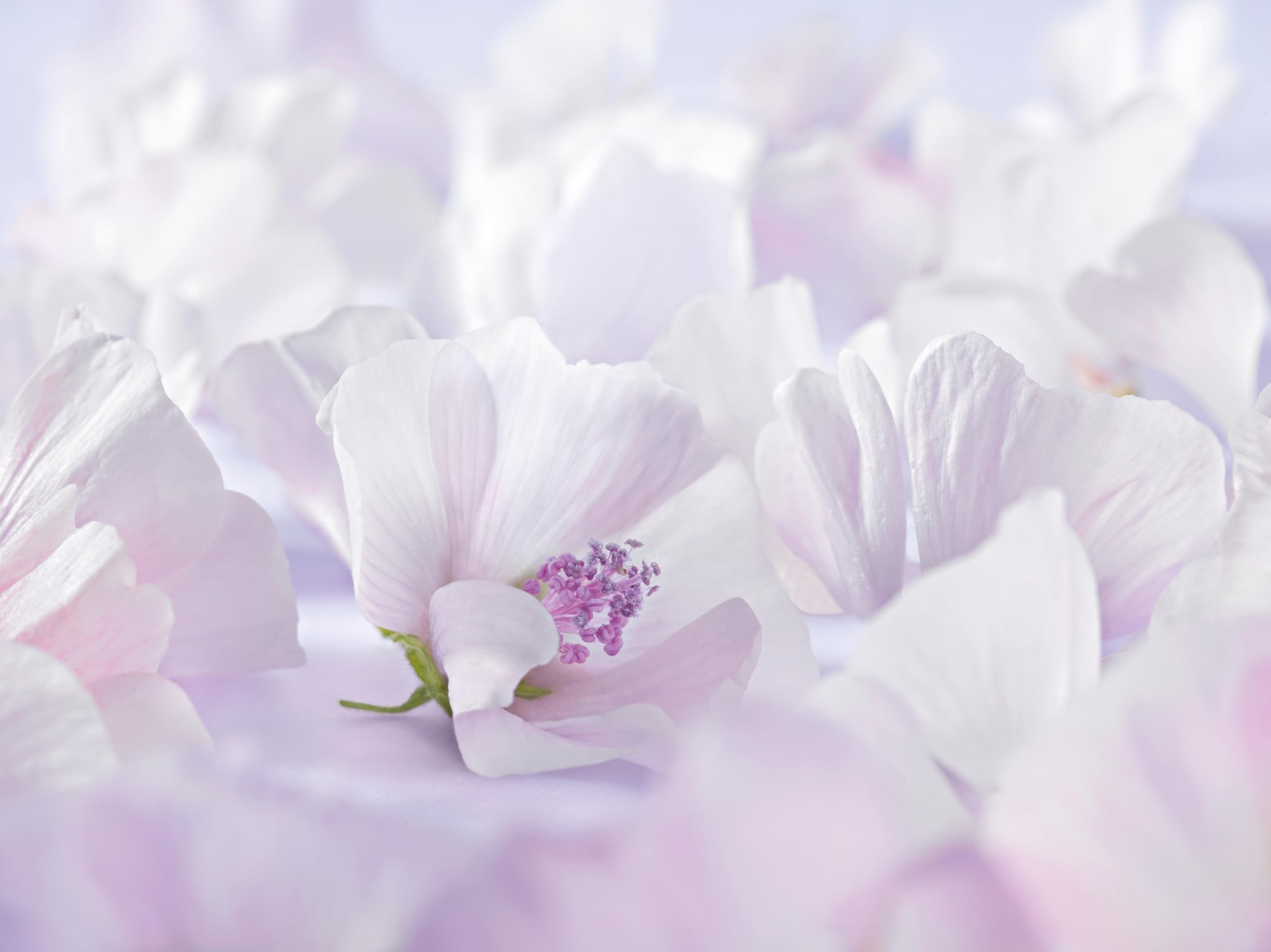 Weleda Baby Derma Weiße Malve Körperlotion, 200 ml 3