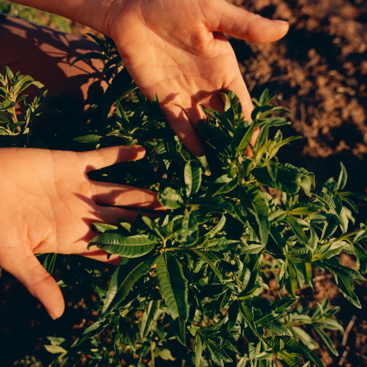 L'OCCITANE Citrus Verbena Roll-On Deodorant 50ml | Vegan & 97% Biodegradable 4
