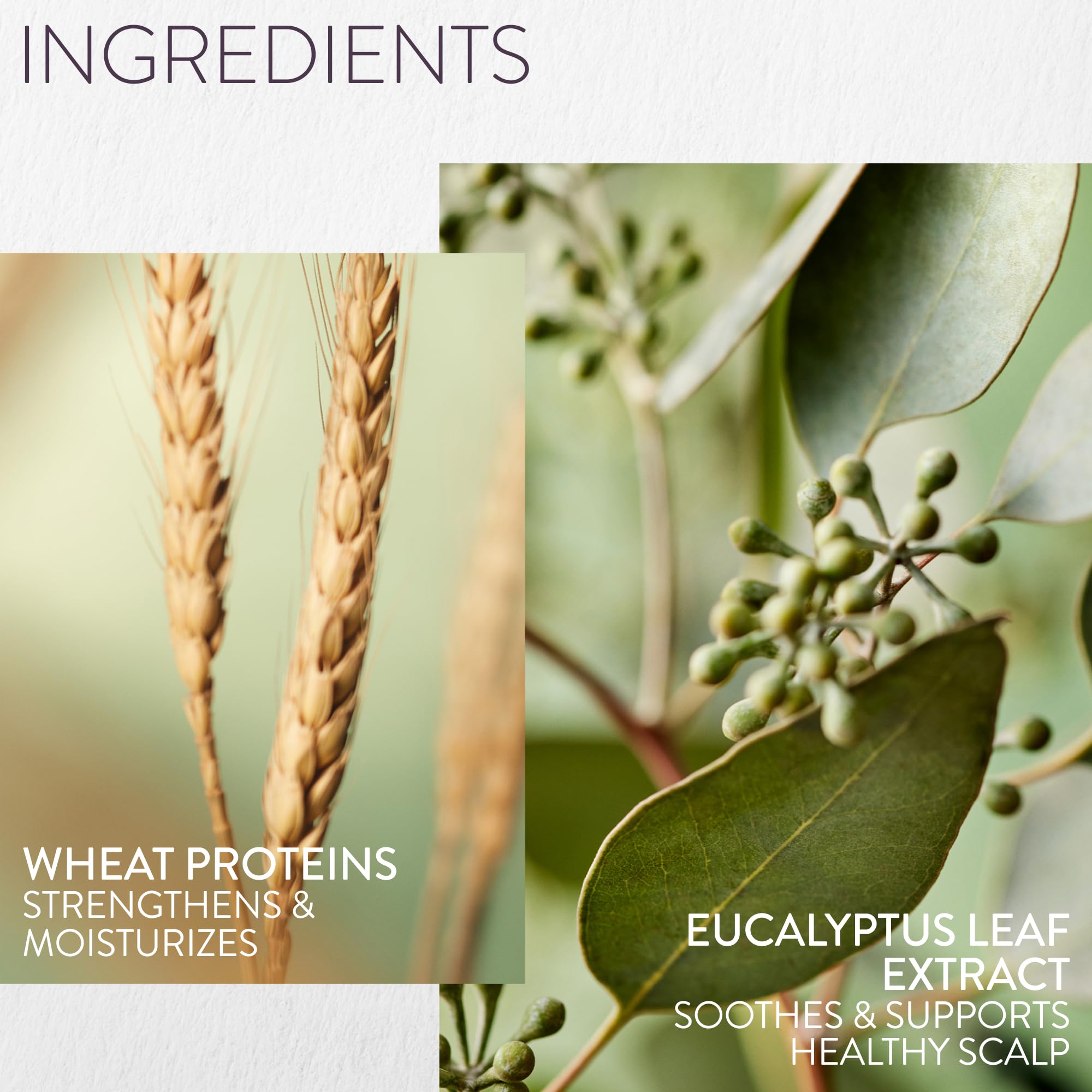 PUREOLOGY Hydrate Sheer Moisturising Shampoo for Fine, Colour Treated Hair - Vegan & Sulphate Free 6