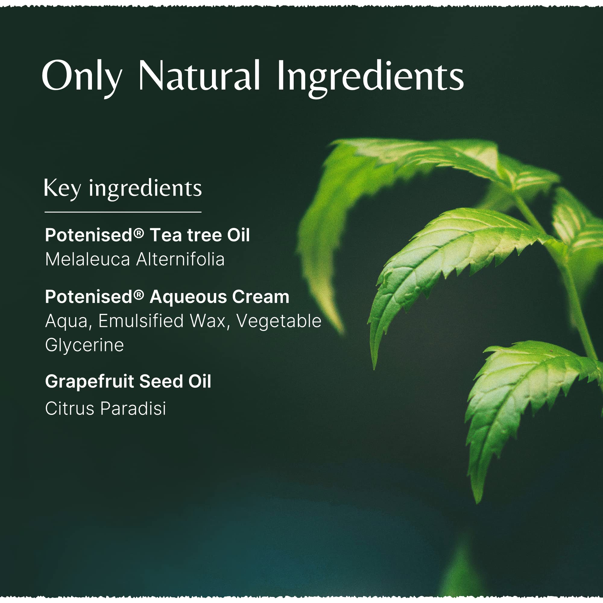 Mistry's Tea Tree Moisturising Cream 50g - Antiseptic Soothing Care for Dry, Irritated Skin 5