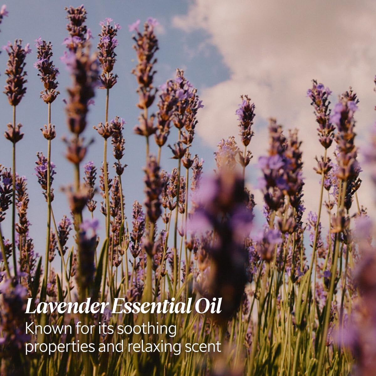 L'OCCITANE Travel Sized Lavender Hand Cream 30ml with Shea Butter 4