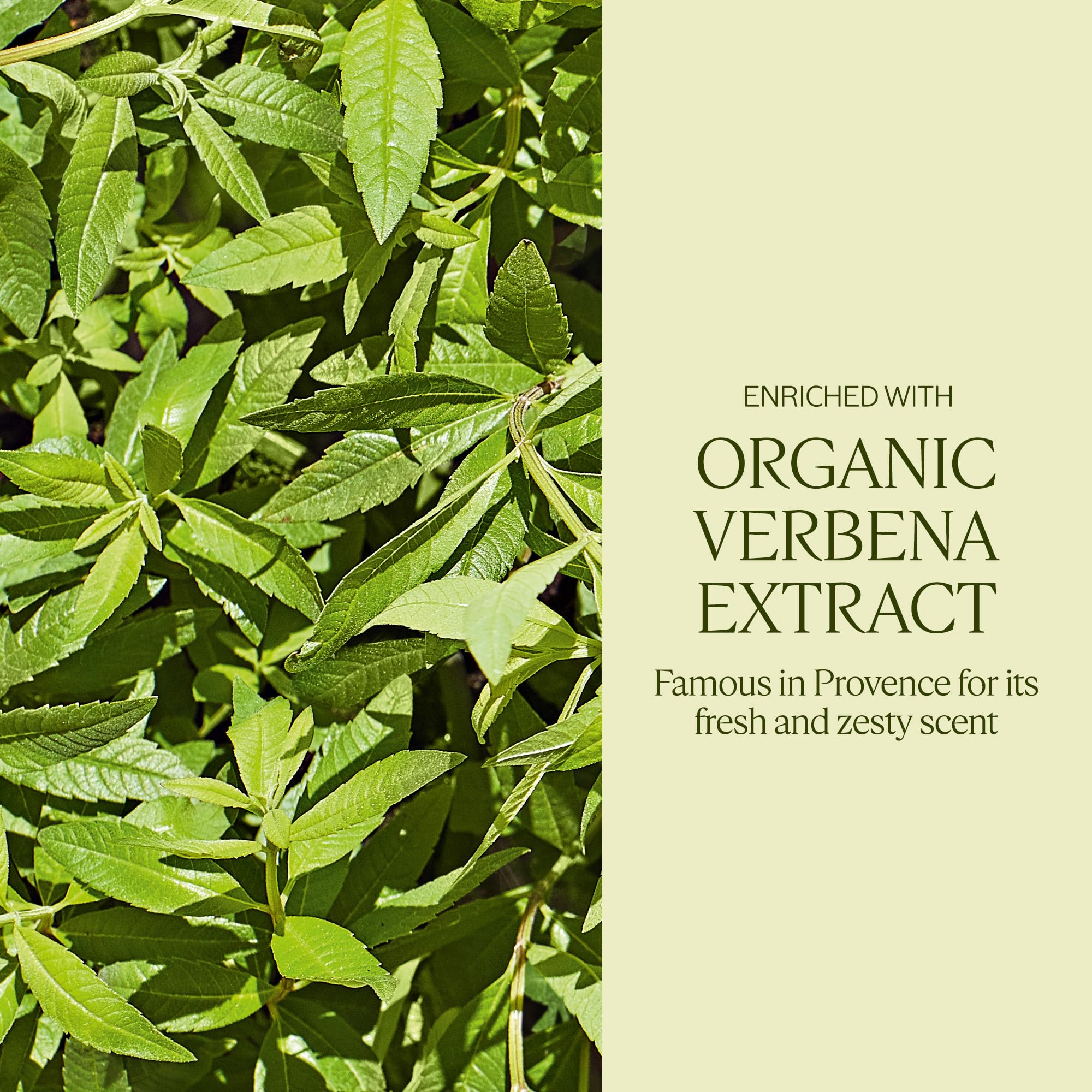 L'OCCITANE Luxus-Seife mit Sheabutter und Verbene, extra sanft, 250 g | Zitrus 4