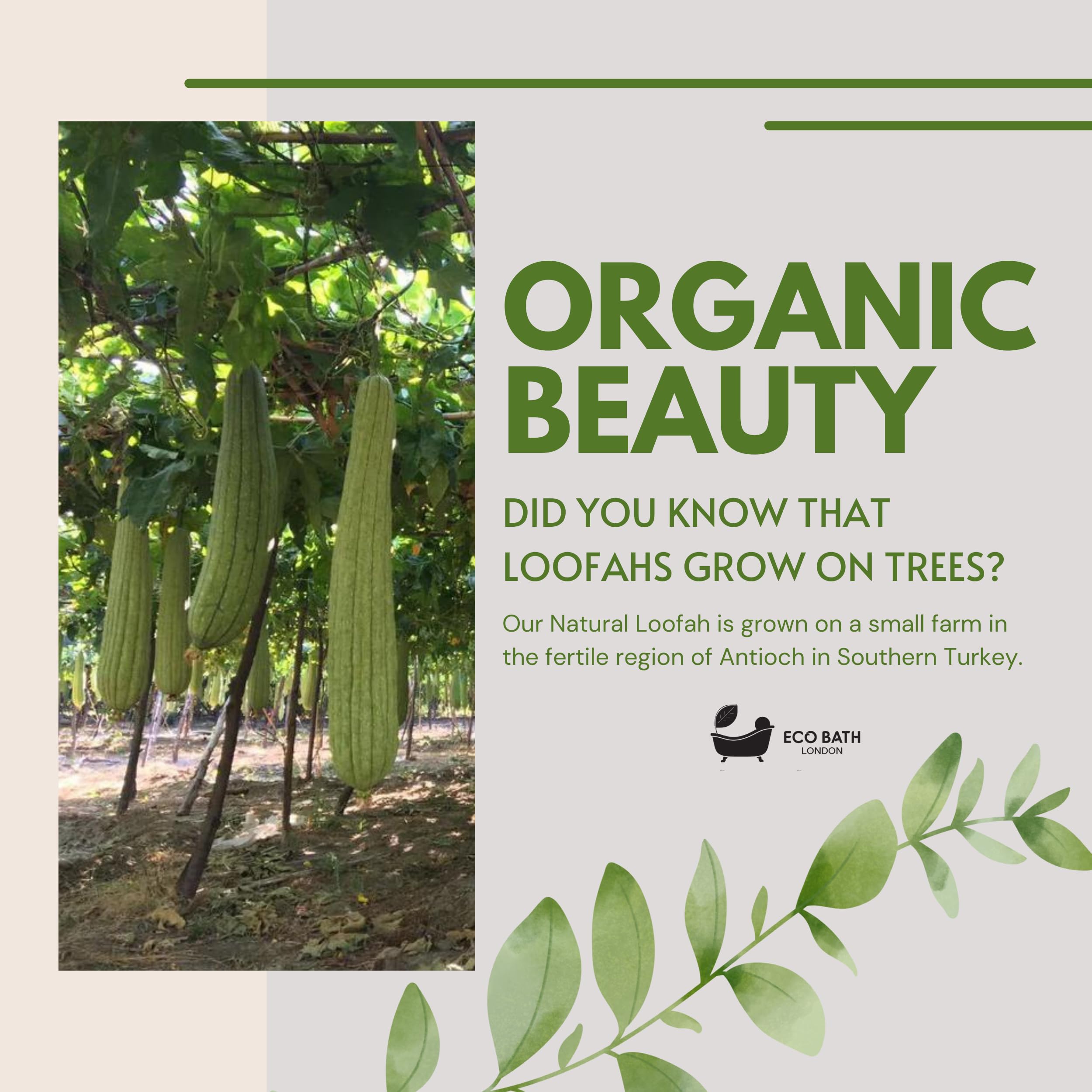 Eco Bath London Natural Loofah Facial Pads for Gentle Exfoliation and Deep Cleansing 5