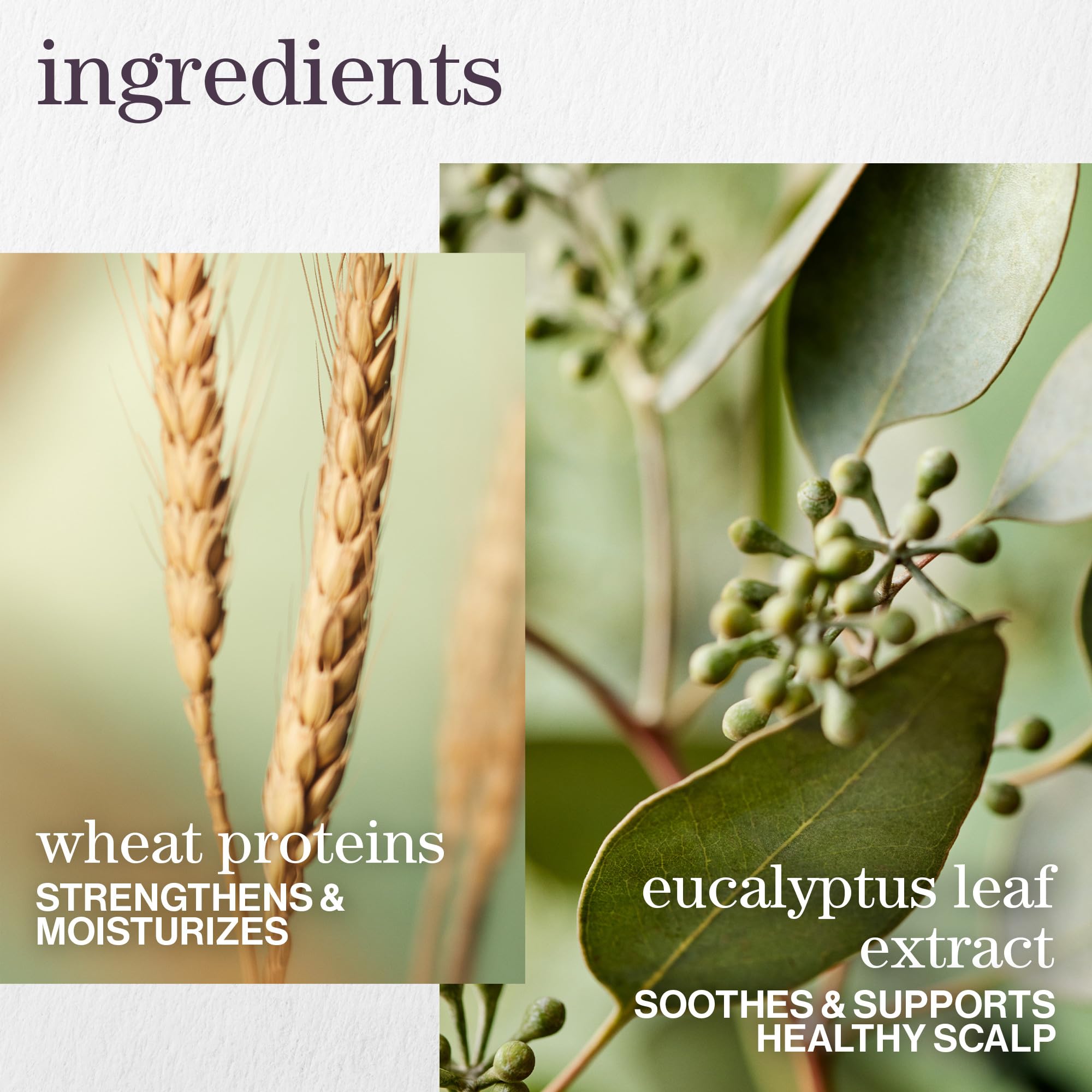 PUREOLOGY Hydrate Sheer Moisturising Shampoo for Fine, Colour Treated Hair - Vegan & Sulphate Free 4