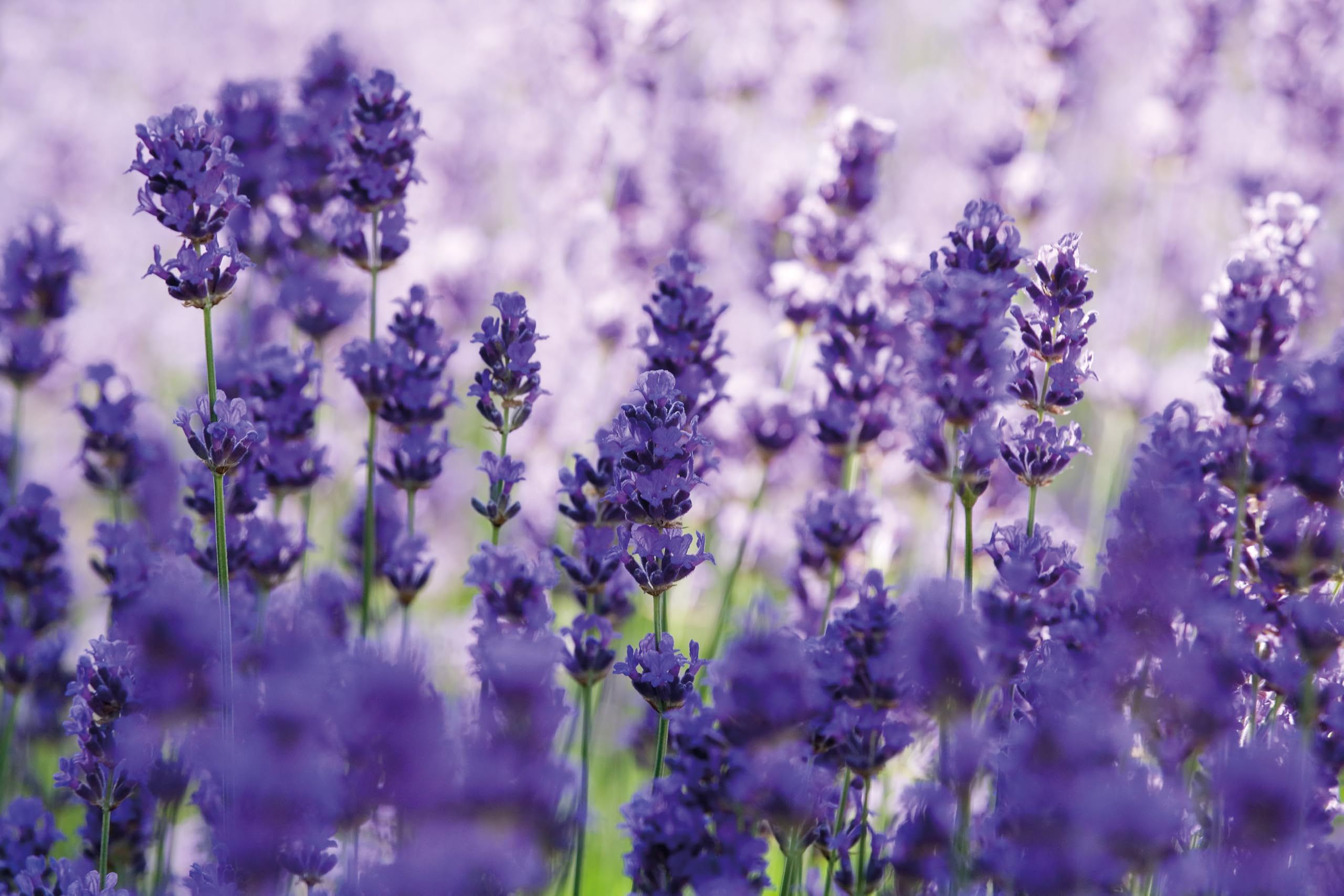 Weleda Lavender Relaxing Bath Milk 200ml for Calm and Serenity 3