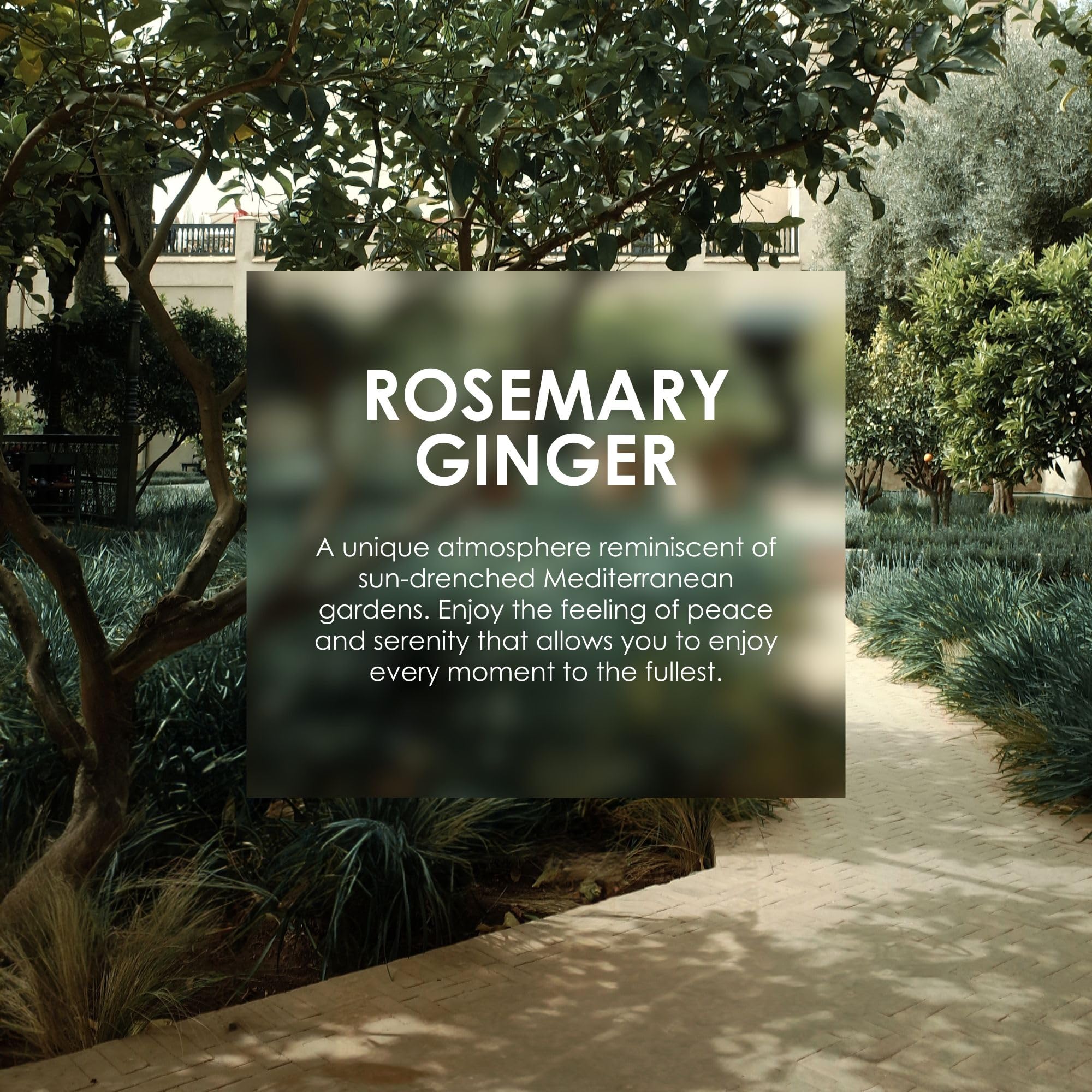 Jean&Len Hand & Body Cleanser with Rosemary & Ginger, Vegan, 500 ml 6