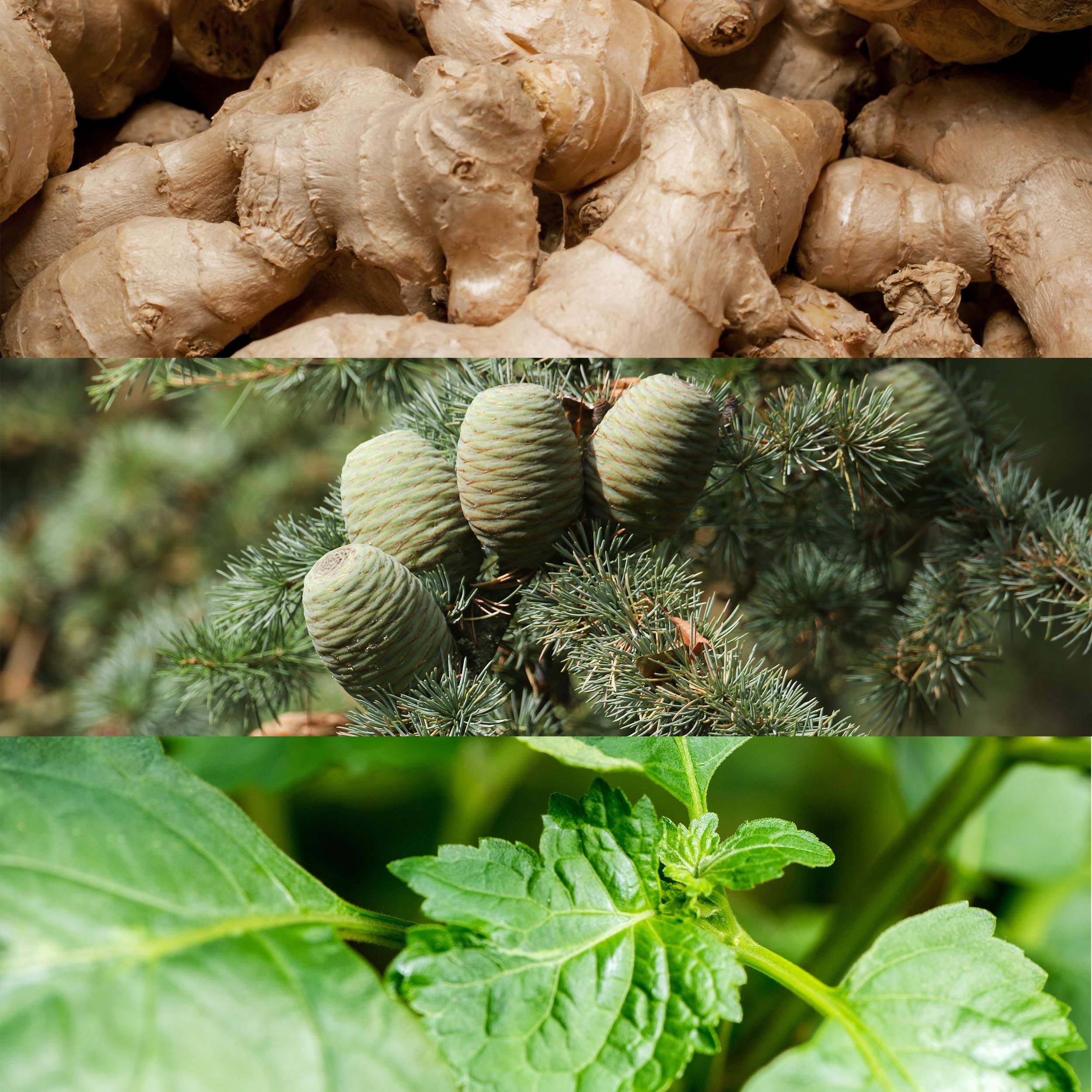 Calvin Klein Euphoria for Men Deodorant Stick 75g